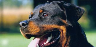 Exemplar de Rottweiler, captado de perfil / Dr. Manfred Herrmann, Wikimedia Commons