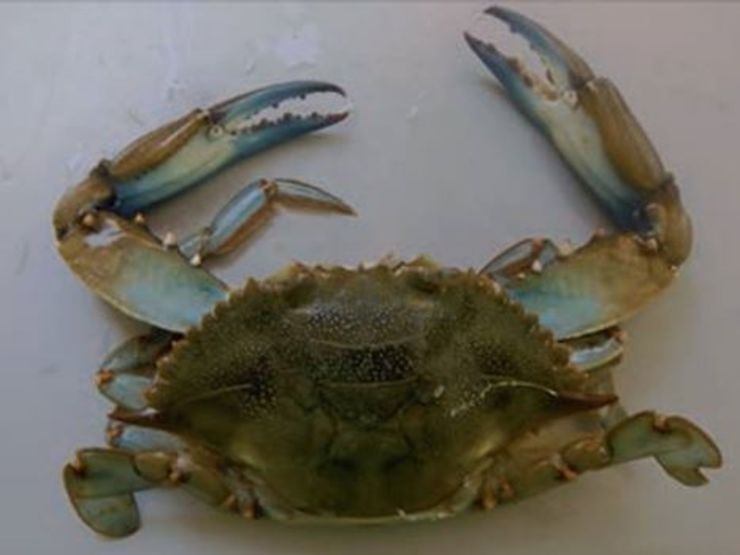 O cangrexo azul, unha especie invasora que ameaza o choco galego