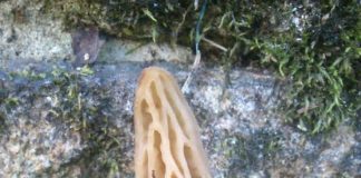 Fotografía da Morchella rufobrunnea, nova especie de cogomelo atopada en Galicia / Adenco