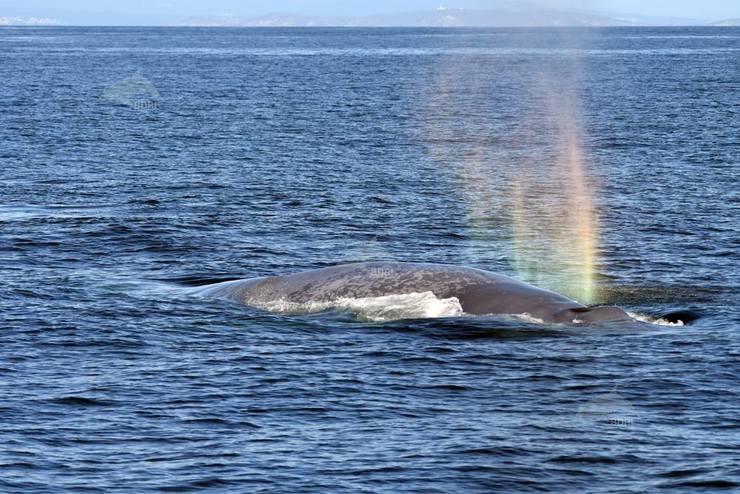 A balea azul en Galicia, visitante ou residente?