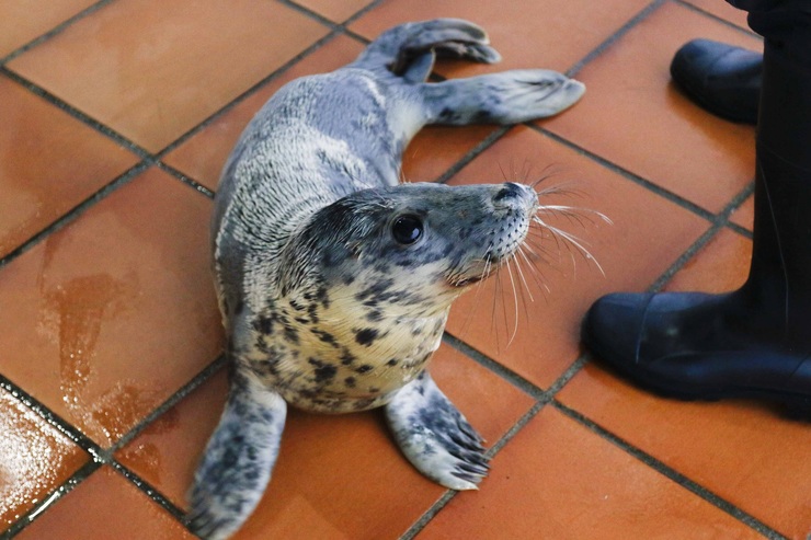 A Guardesiña, a foca atopada na Guarda con desnutrición, recupérase “favorablemente”