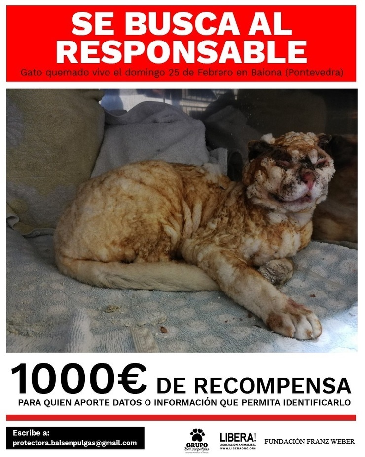Un gato foi queimado vivo en Baiona e ofrécense 1.000 euros de recompensa para quen atope ao culpable
