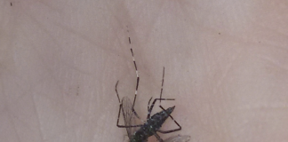Fotografía do primeiro exemplar de mosquito Aedes vittatus identificado en Galicia / Mosquito Alert.