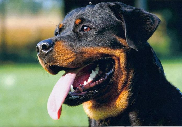 Exemplar de Rottweiler, captado de perfil / Dr. Manfred Herrmann, Wikimedia Commons