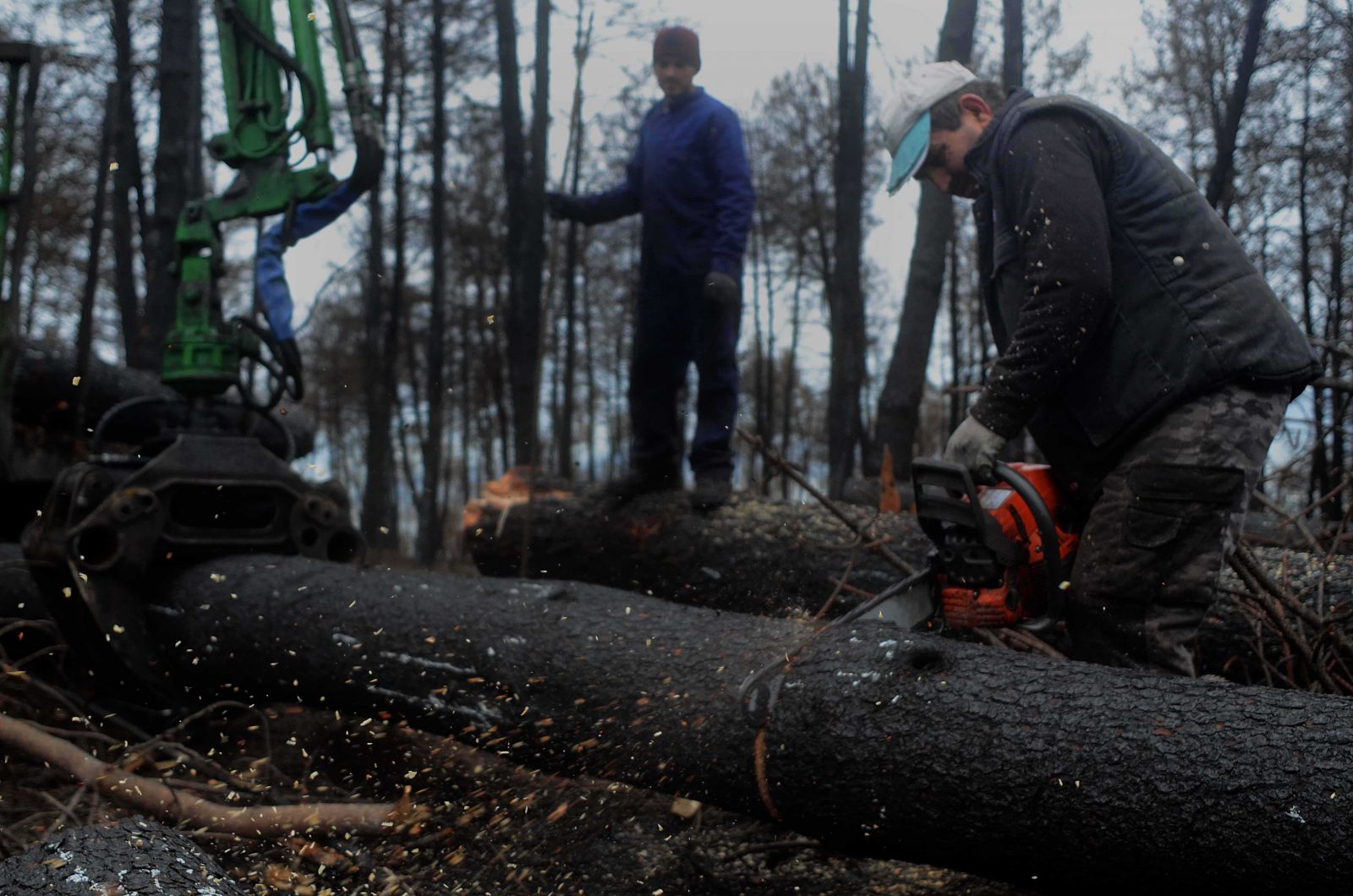 O novo Plan Forestal da Xunta aumentará a superficie de eucalipto en Galicia