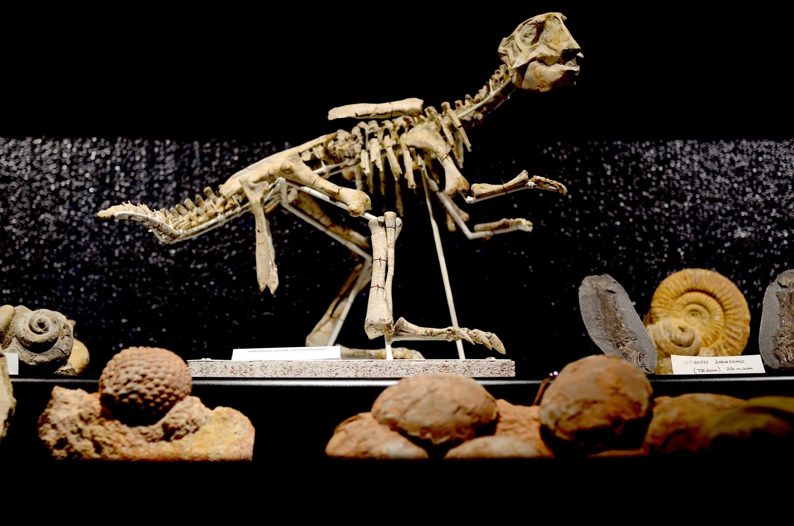Descobre o museo oculto dos dinosauros e fósiles de Vigo