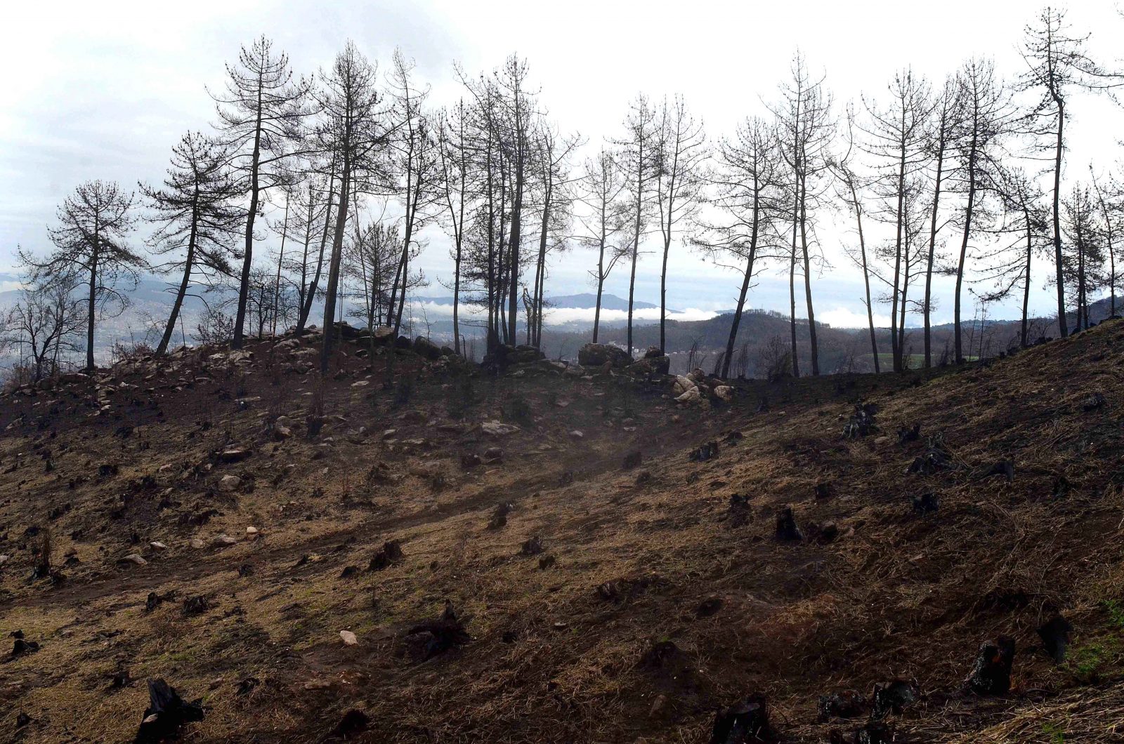 Investigan a un veciño de Baiona por un incendio forestal causado pola queima de restrollos