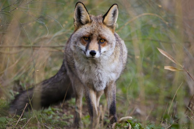 PACMA convoca para este luns en Vigo unha concentración contra a caza do raposo