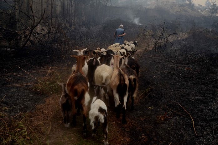 Incendio fornelos de montes ,rebaño de cabras