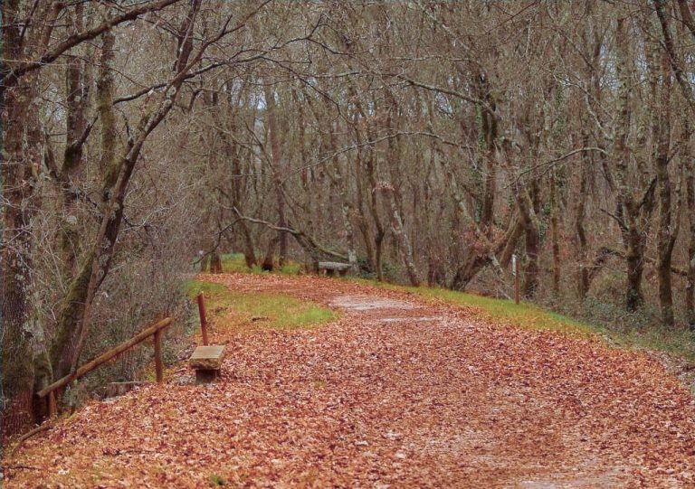 As Gándaras de Budiño, “rebosantes de vida” ou un dos puntos negros do Camiño portugués?