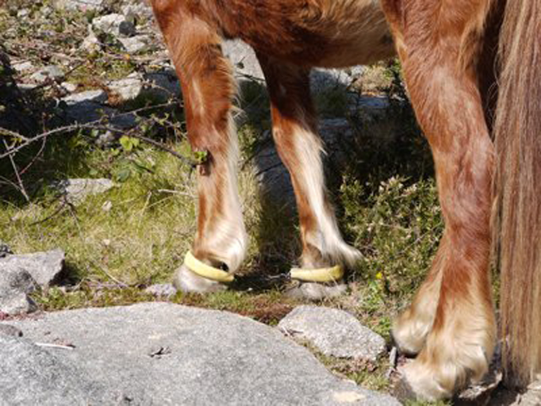 Animalistas defenden unha lei de benestar animal que inclúa os cabalos