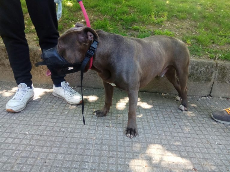 Un home, ferido grave en Vigo tras ser mordido por un can