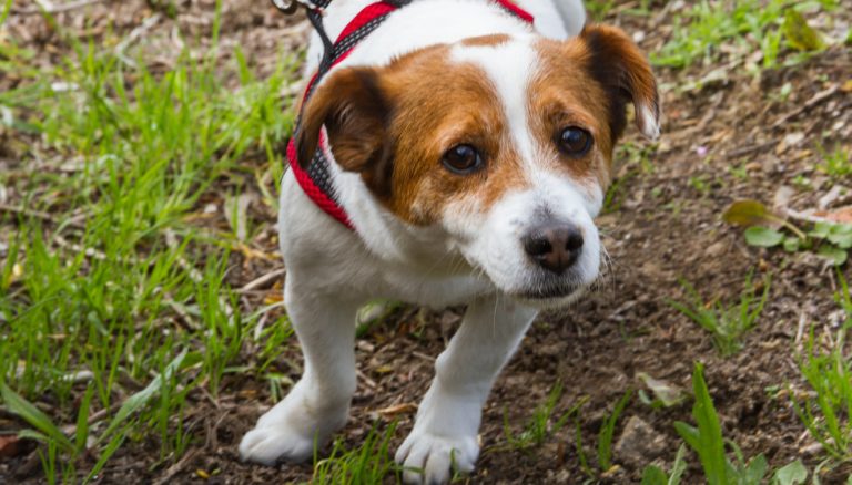 Como salvagardar os nosos animais de compañía