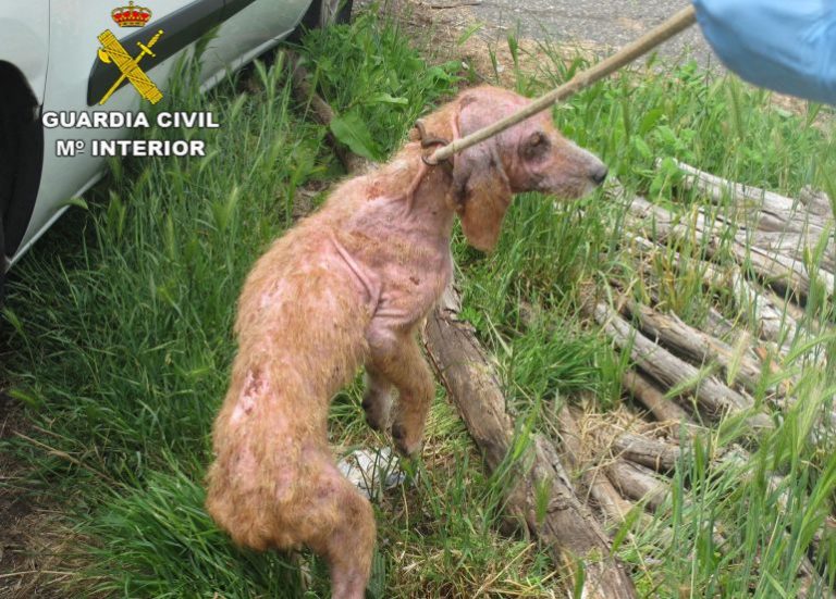 Chini, a cadeliña desnutrida e maltratada en Soutomaior que acabou en Oleiros