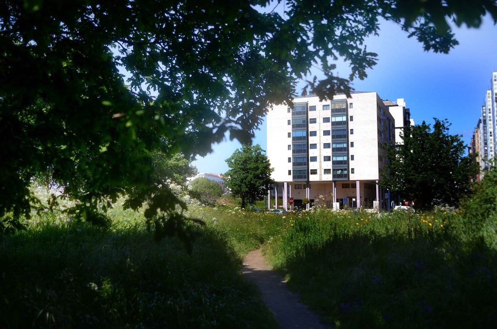 Navia Carballeira Bosque autoctono