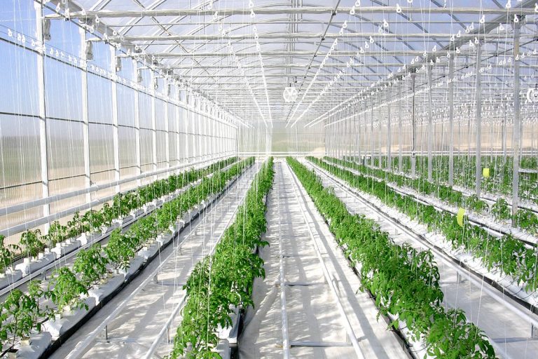 Un grupo de estudantes viguesas, na final nacional dos “Nobel da Auga” polo seu invernadoiro con autorrego