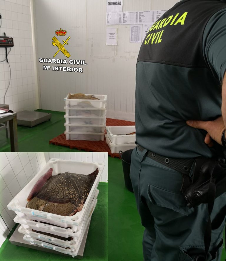 A Garda Civil confisca en Aldán 54 quilos de raia e 5 doutros peixes por transporte irregular