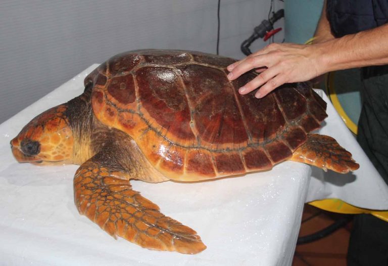 A tartaruga “Antares” continúa este martes a súa viaxe ata o Caribe trala súa recuperación