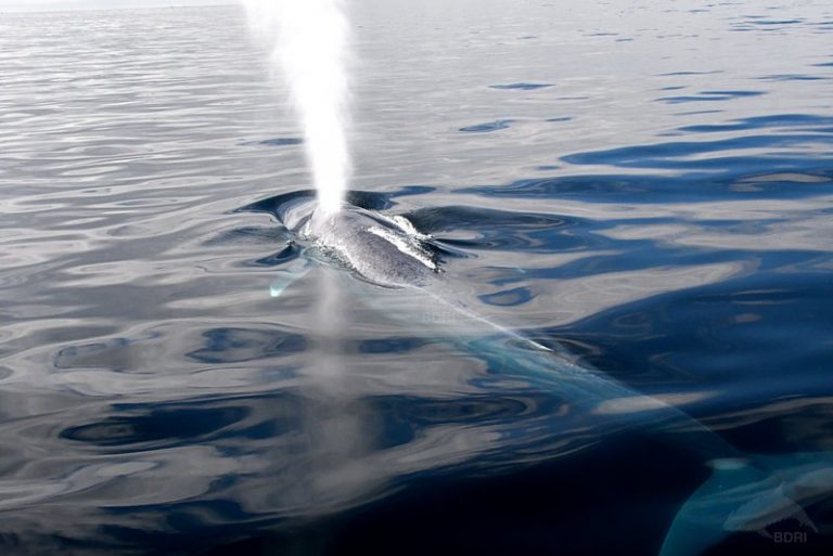 Vídeo e fotos: A visita da balea azul a Galicia