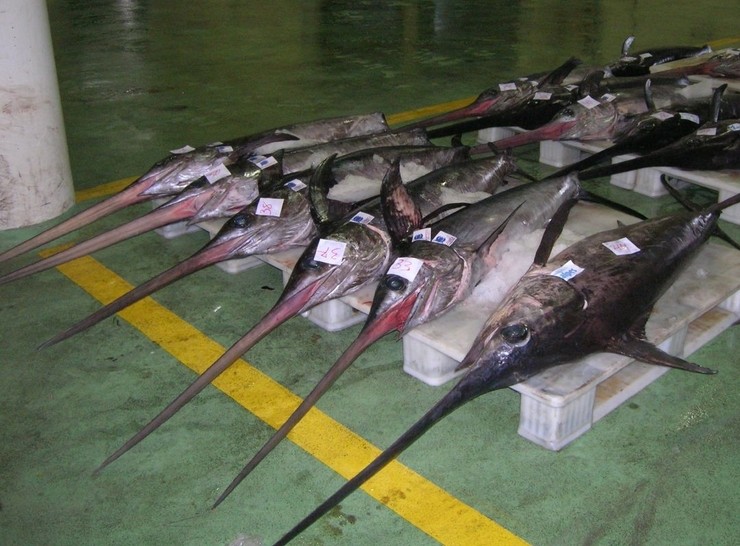 Unha longa sombra de irregularidades sobrevoa o porto do Berbés: hai venda ilegal de peixe?