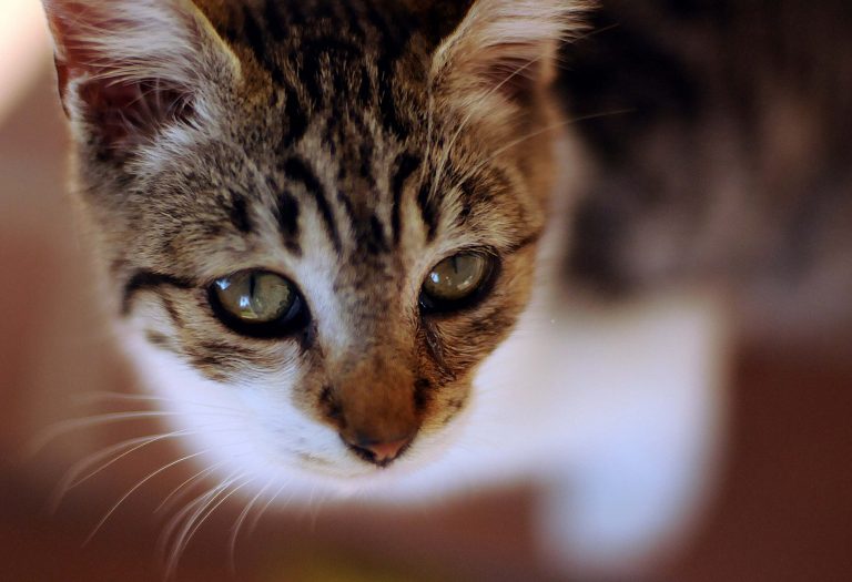 A Fundación Franz Weber ofrece mil euros por información sobre a persoa que aforcou un gato en Baiona