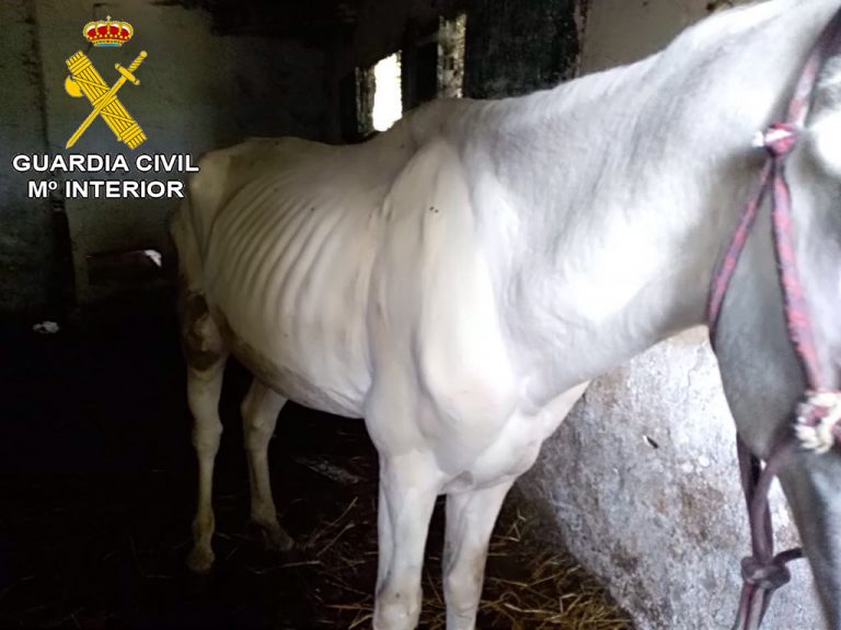 A “granxa da vergoña” de Baiona: Un tenreiro con feridas graves, un cabalo famélico, cans abandonados…