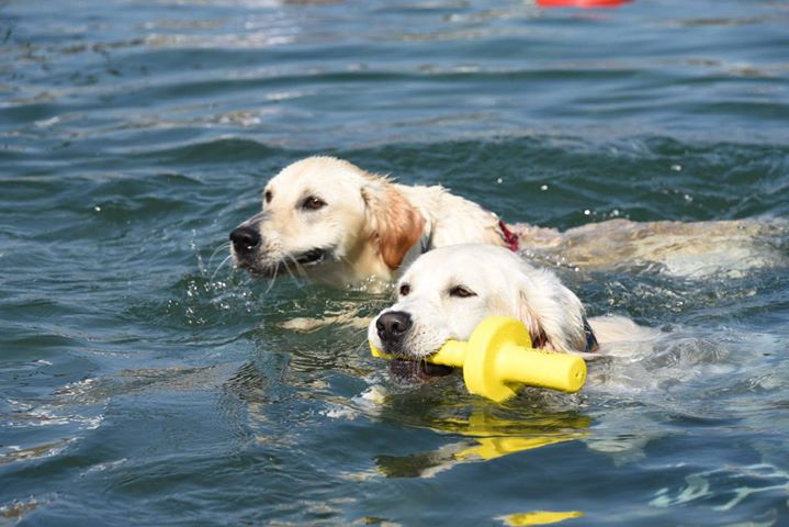 30 cans perden o medo á auga e completan unha travesía na dársena do Náutico