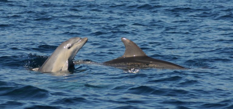 Novo avistamento de golfiños nas illas Cíes