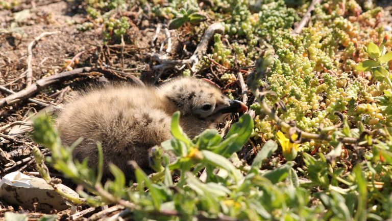 Presentan na UVigo un estudo da relación entre o ambiente da gaivota patiamarela e a súa xenética