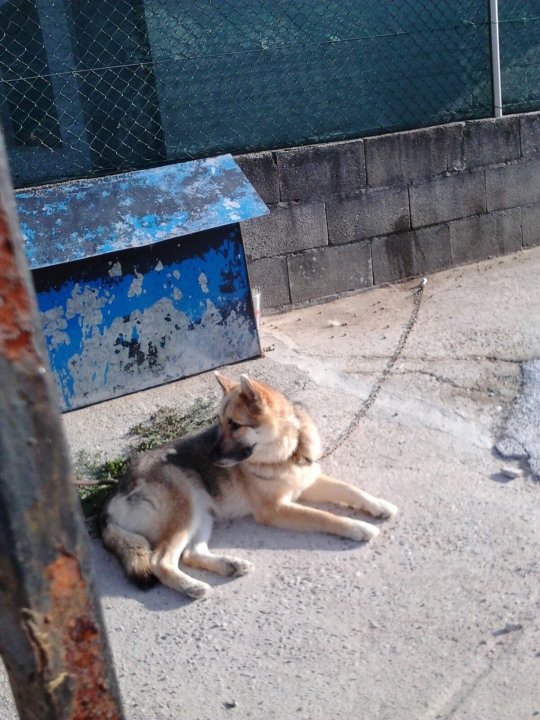 Acusan á Xunta de non respostar ningunha das denuncias de cans encadeados en Vigo