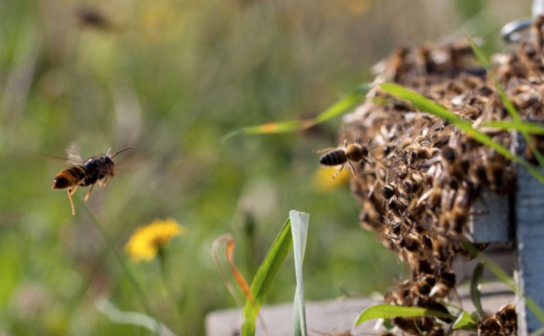 Morre un veciño de Nigrán por mor das picaduras de vespa velutina