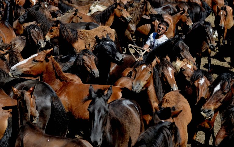 Pasatempo de reis: cantos cabalos hai nesta foto?