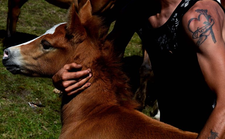 A aparición de catro cabalos mortos e cinco feridos nos montes de Oia provoca o berro das asociacións animalistas