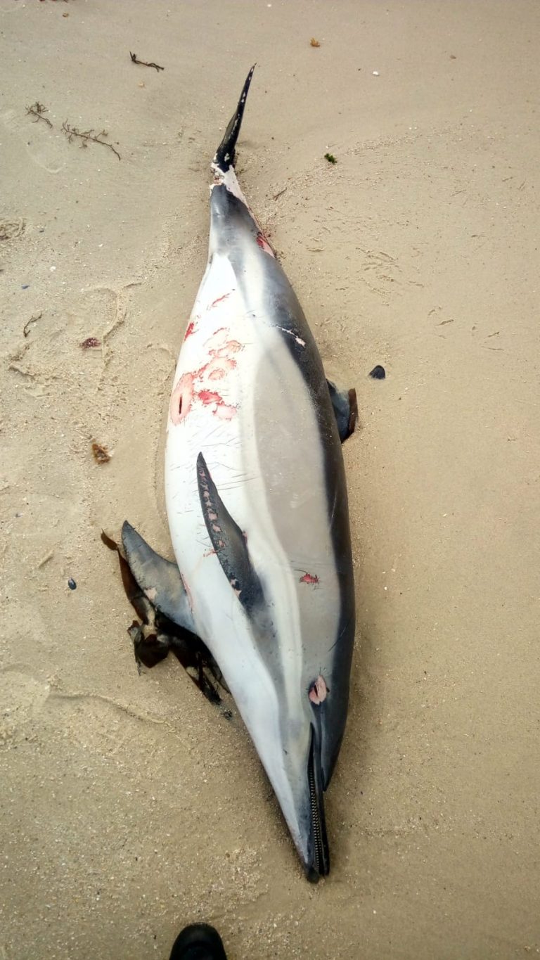 Aparece morto un golfiño de metro oitenta na praia viguesa de Olmos