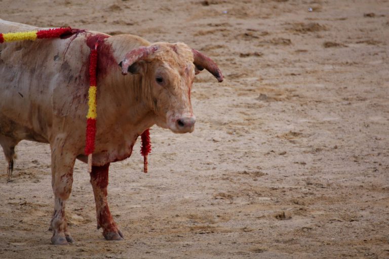 Vídeo: Concentración en Vigo para esixir o endurecemento das leis contra o maltrato animal