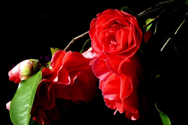 A camelia, “flor da invernía galega”, consolídase como símbolo da cidade de Tui