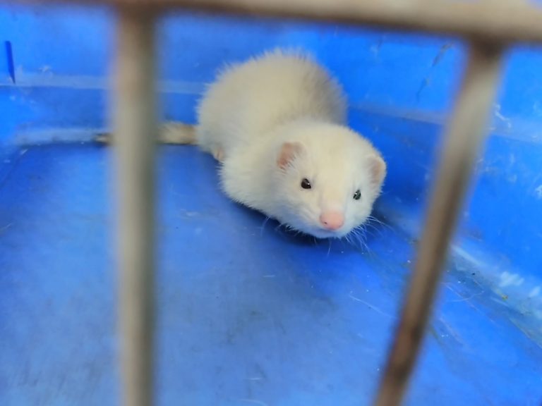 Buscan ao dono dun furón albino que apareceu perdido en Vigo