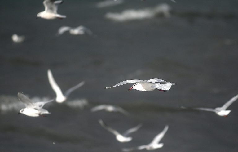 Un novo caso de gripe aviaria detectado nunha gaivota en Vigo