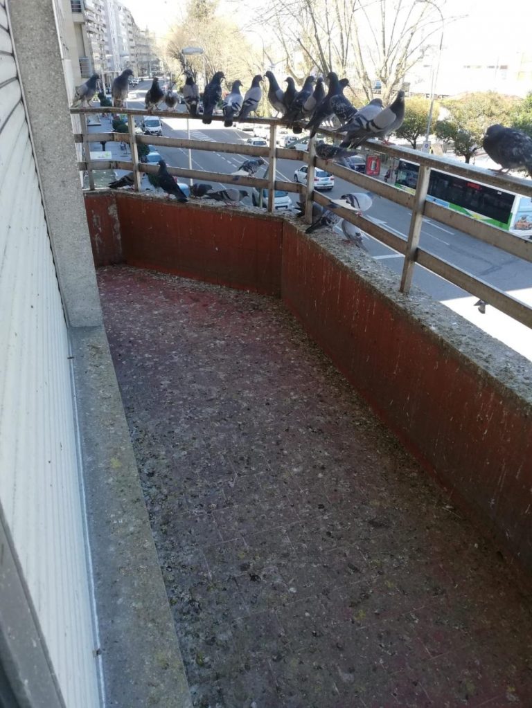 Intervención dunha vivenda en Vigo cuxa dona xerou un problema de saúde pública por alimentar pombas