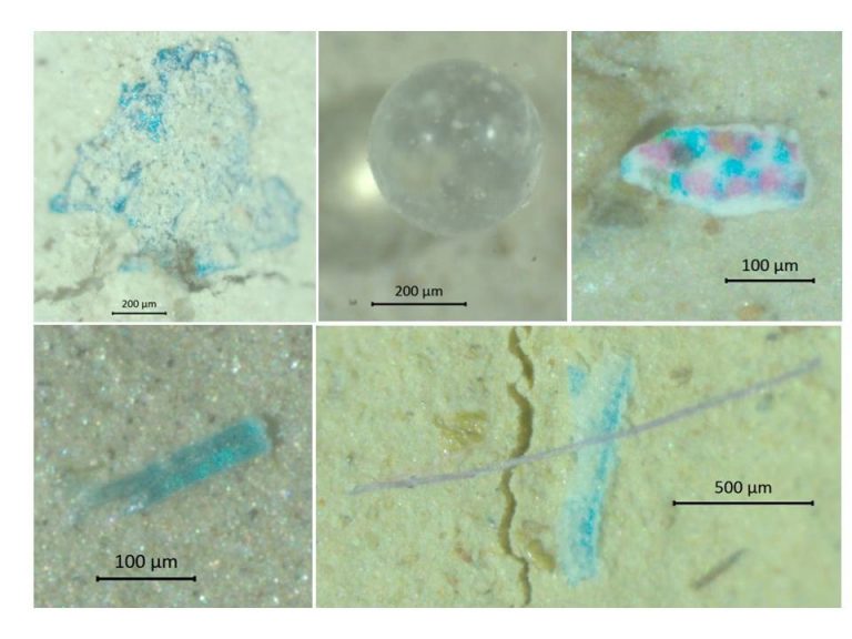Investigadores vigueses confirman que os microplásticos invaden o Mediterráneo
