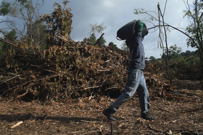 A erradicación de acacias e eucaliptos nos montes de Couso, en Gondomar, premiado pola ONU