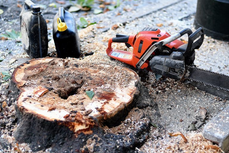 Denuncian “outro arboricidio” en Vigo