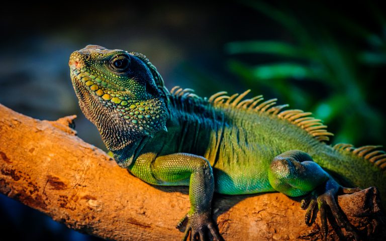 A Policía Local de Vigo rescata unha iguana atrapada entre un enreixado e unha porta