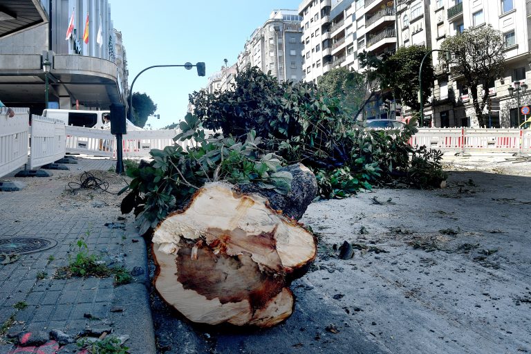 Comeza a polémica talla de 85 árbores en Vigo