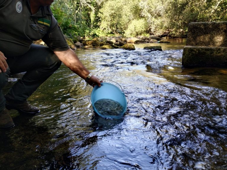 Recuperando a poboación de salmóns no río Deva