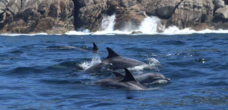 27.776 fotografías rexistran a presenza de arroaces na ría de Vigo