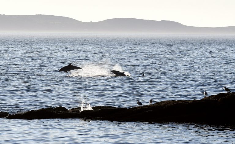 O espectacular salto dos golfiños