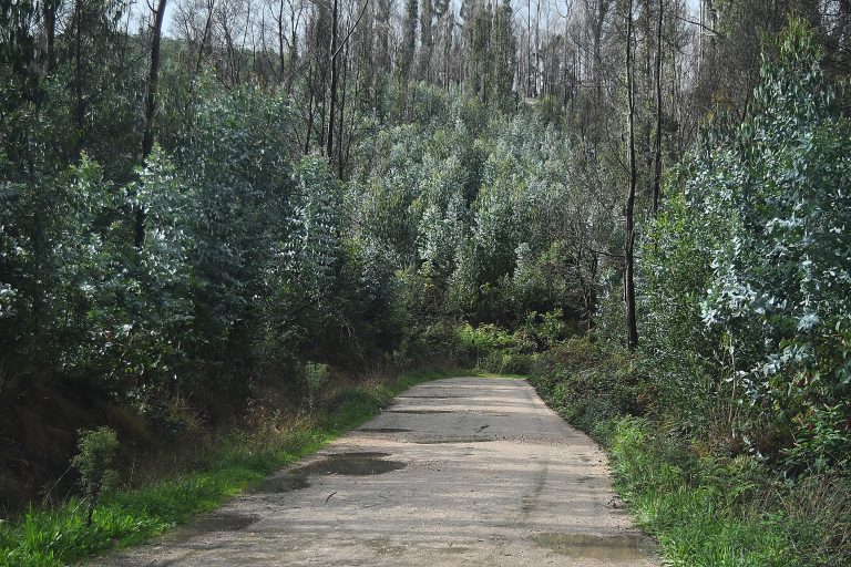 O eucalipto empobrece a biodiversidade en Galicia