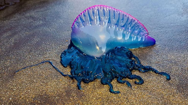 A perigosa  carabela portuguesa, ou falsa medusa, xa está en Vigo