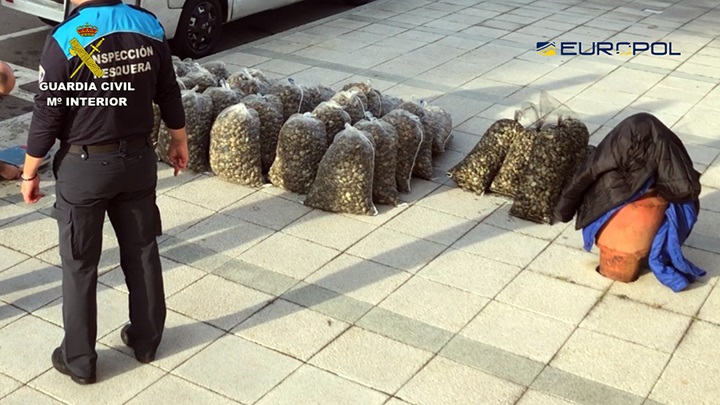 A Policía inmobiliza máis de 25 toneladas de ameixa xapónica ilegal